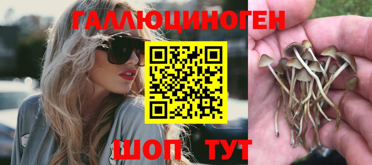 Псилоцибиновые грибы Cubensis Прохладный